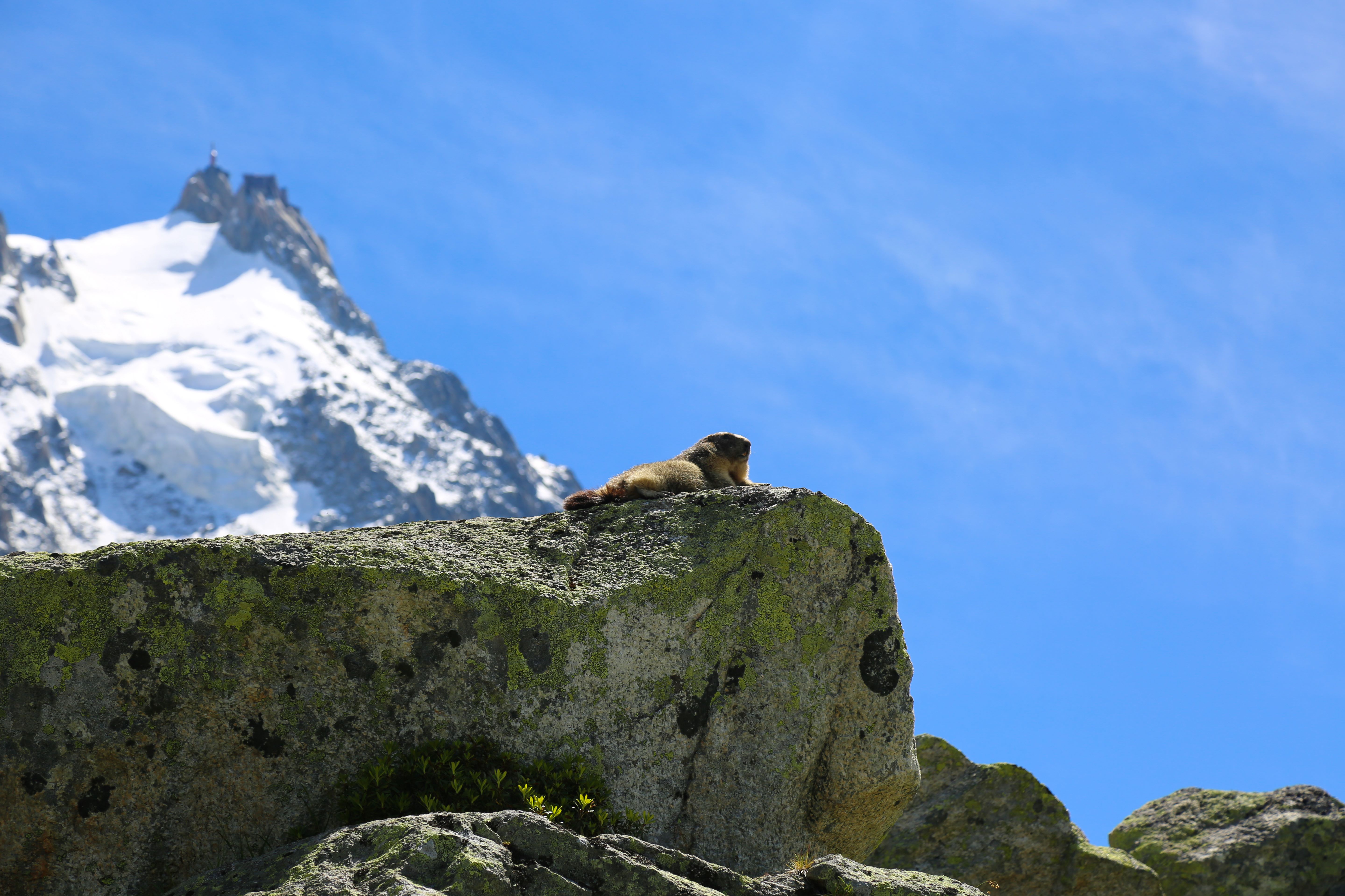 Une marmotte sous l'Aiguille du Midi