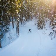 Skieur nordique sur une piste en forêt
